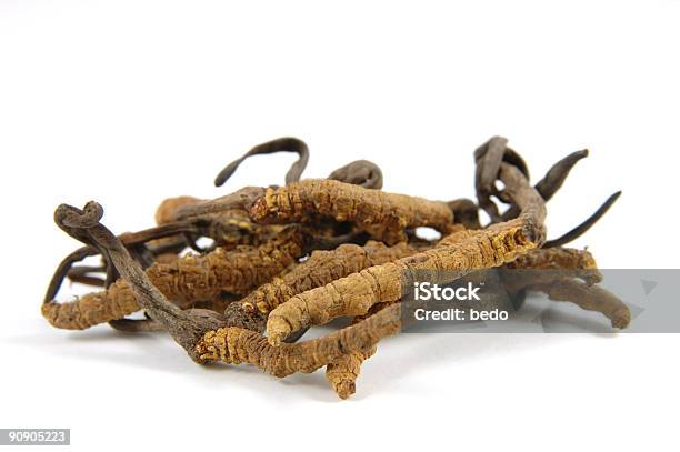 Isolated Picture Of A Cluster Of Cordyceps Fungi Stock Photo - Download Image Now - Ophiocordyceps Sinensis, Ascomycete, Caterpillar