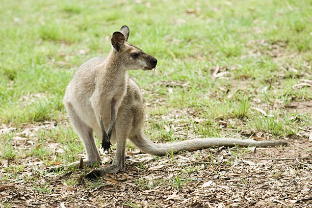 Wallaby / Kangaroo stock photo