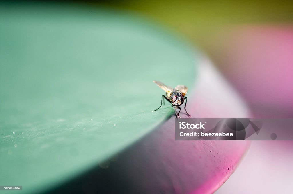 Fly on a table  Caddis Fly Stock Photo