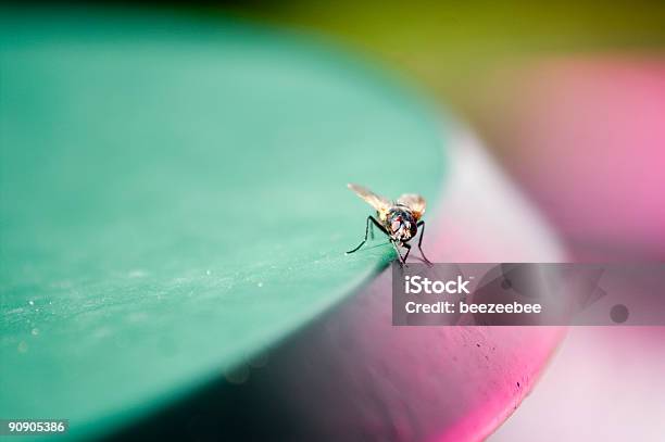 Fly On A Table Stock Photo - Download Image Now - Caddis Fly, Color Image, Day