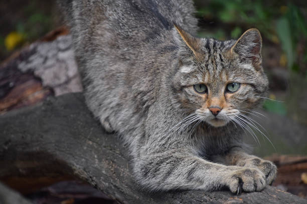 istock European wildcat portrait close up 909054622