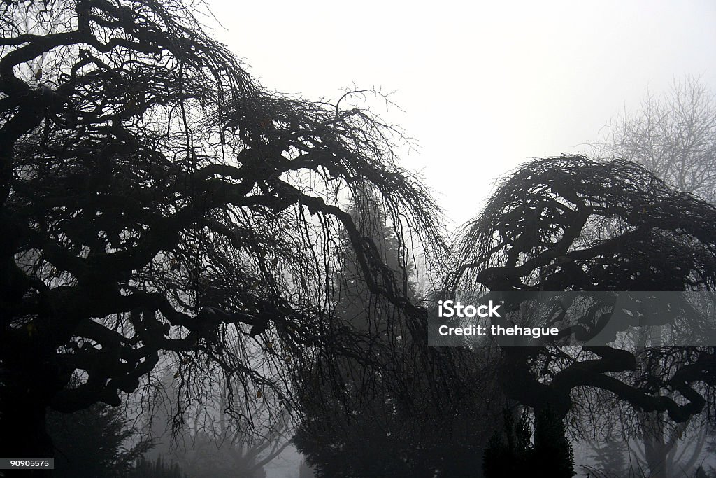 Silhouettes d'arbre - Photo de Arbre libre de droits