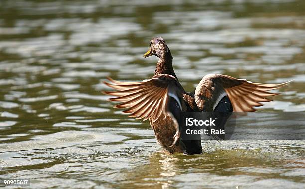 Duck Stockfoto und mehr Bilder von Ente - Wasservogel - Ente - Wasservogel, Fliegen, Rückansicht