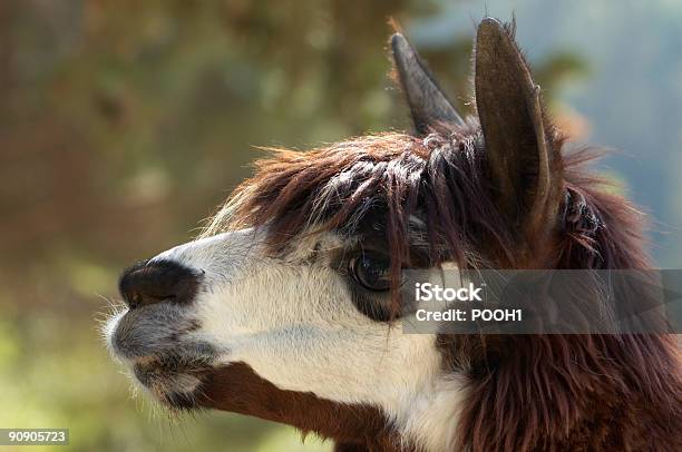 Head Of Alpaka Lama Pacos Stockfoto und mehr Bilder von Agrarbetrieb - Agrarbetrieb, Alpaka, Amerikanische Kontinente und Regionen