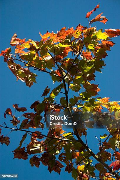 Outono Cores - Fotografias de stock e mais imagens de Clorofila - Clorofila, Colorido, Cor verde