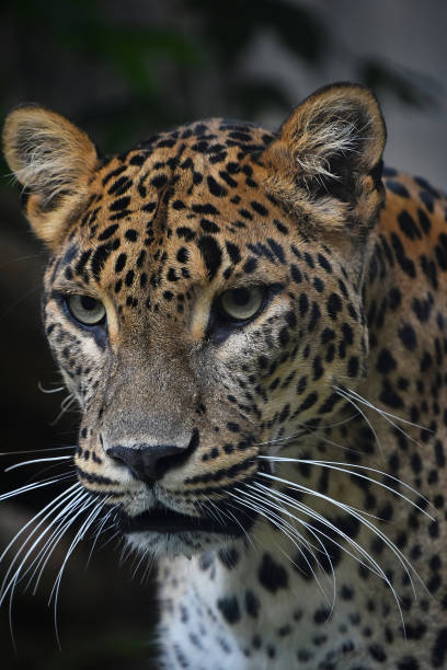 istock Close up portrait of Persian leopard 909058062