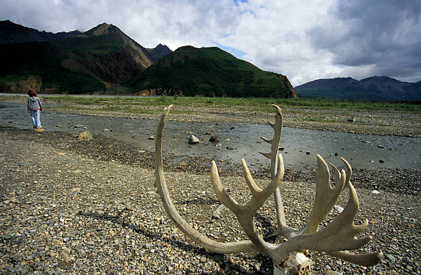 antlers sur un lit de rivière dans le parc national de denali - alaska denali national park motor home mt mckinley photos et images de collection