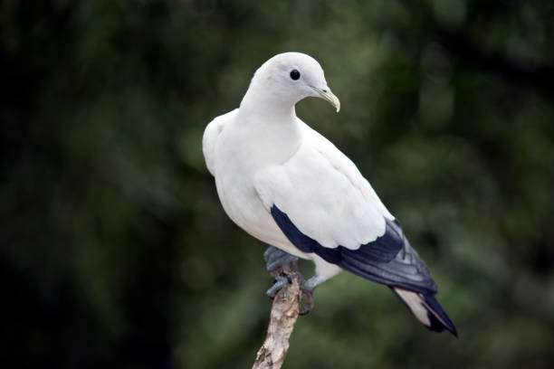 istock imperial pigeon foot 909061250