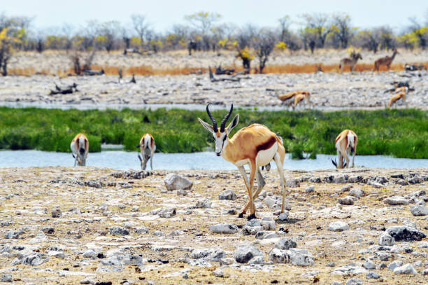 istock Springbok drinking at the waterhole in  Etosha National Park,Namibia 909062218