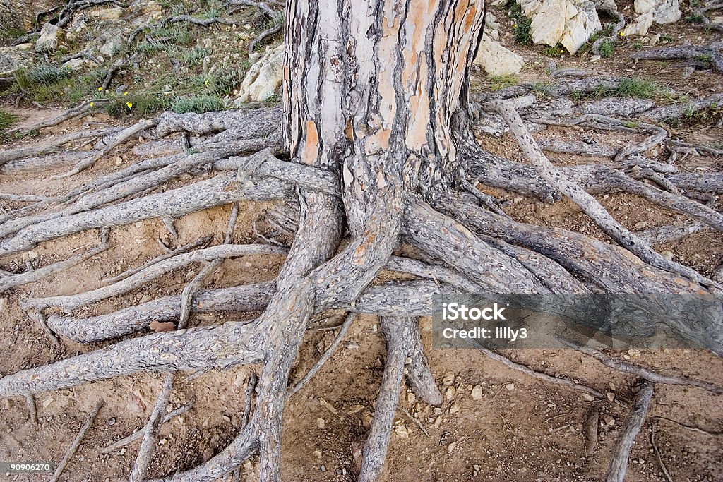 Expuesto a raíz de una piedra de pinos gigante - Foto de stock de Abeto libre de derechos