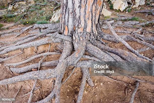 Expuesto A Raíz De Una Piedra De Pinos Gigante Foto de stock y más banco de imágenes de Abeto - Abeto, Accesibilidad, Aire libre