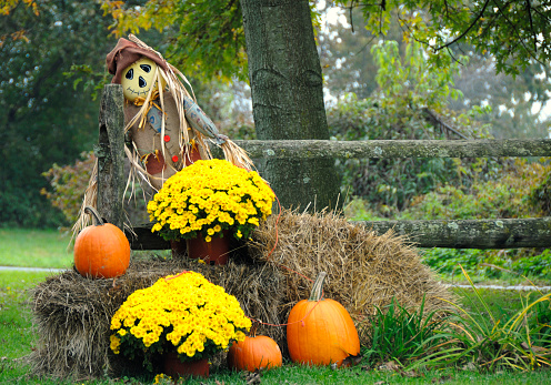 Scarecrow with hay,pumpkins and mums