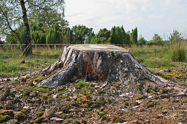 木の切り株 - tree stump ストックフォトと画像