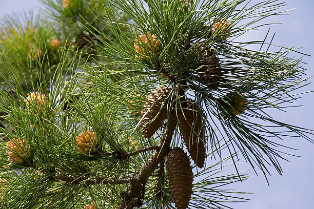 stone pine with cones mediterranean flora - adobe RGB

[url=http://www.istockphoto.com/my_lightbox_contents.php?lightboxID=198453][IMG]http://i74.photobucket.com/albums/i254/lilly3_photos/B_flowers.jpg[/IMG][/url] cusp stock pictures, royalty-free photos & images