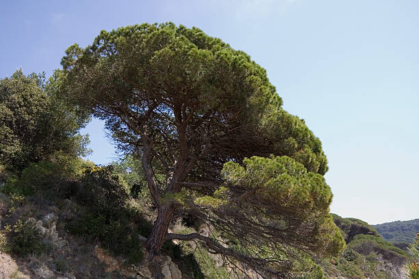 stone pine on the rocks  cusp stock pictures, royalty-free photos & images