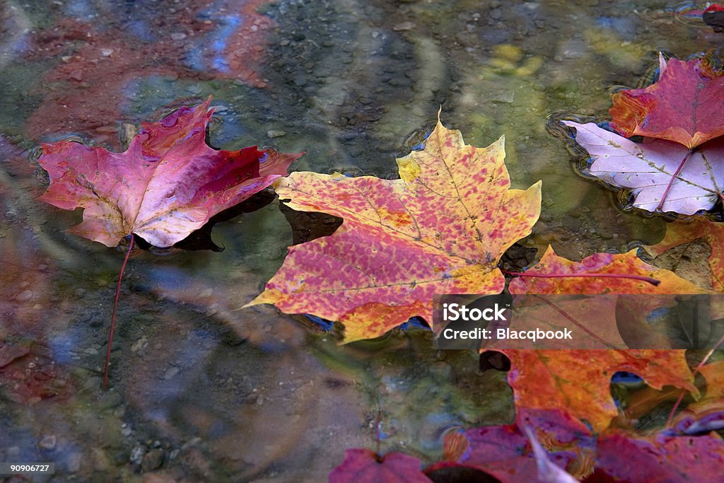 Herbst Blätter Herbst in line - Lizenzfrei Blatt - Pflanzenbestandteile Stock-Foto