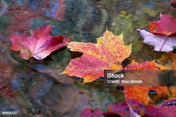 Herbst Blätter Herbst In Line Stockfoto und mehr Bilder von Blatt - Pflanzenbestandteile - Blatt - Pflanzenbestandteile, Herbst, Wasseroberfläche