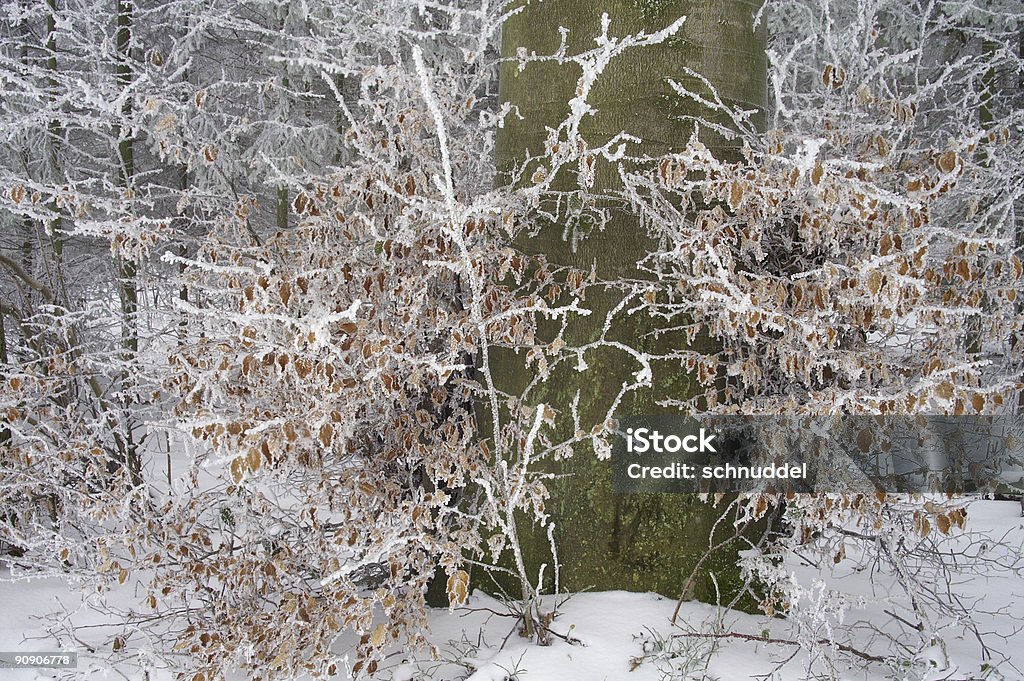 Woodland Landschaft im hoarfrost - Lizenzfrei Baum Stock-Foto