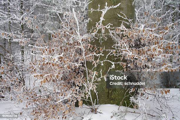 Woodland Landschaft Im Hoarfrost Stockfoto und mehr Bilder von Baum - Baum, Bildhintergrund, Blatt - Pflanzenbestandteile