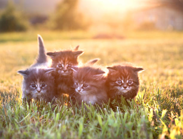 istock four little kittens on green grass 909068326