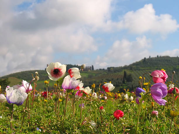 Flowers field in spring meadow. Nature background