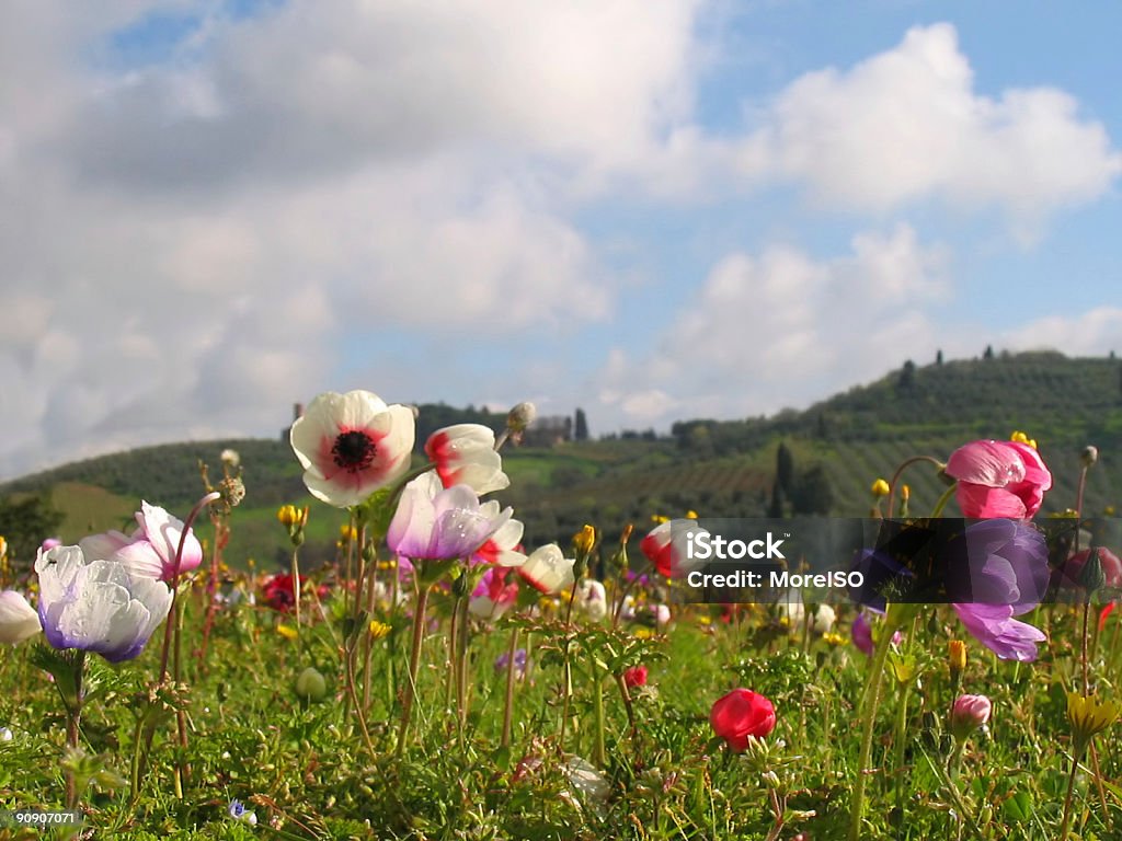 Flores da primavera na Toscana ninguém - Foto de stock de Florescer royalty-free