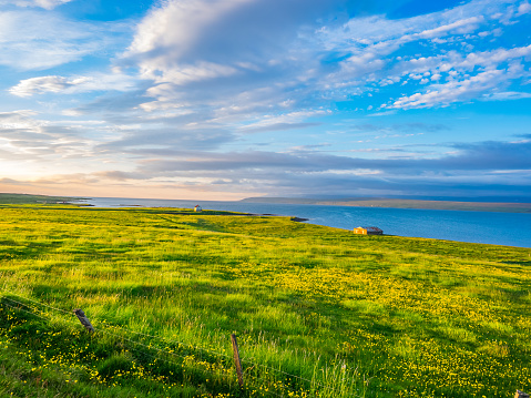 View of green field with yellow flowers and houses on the seaside in Iceland in the evening