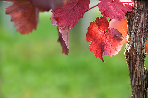 red vine leaves stock photo