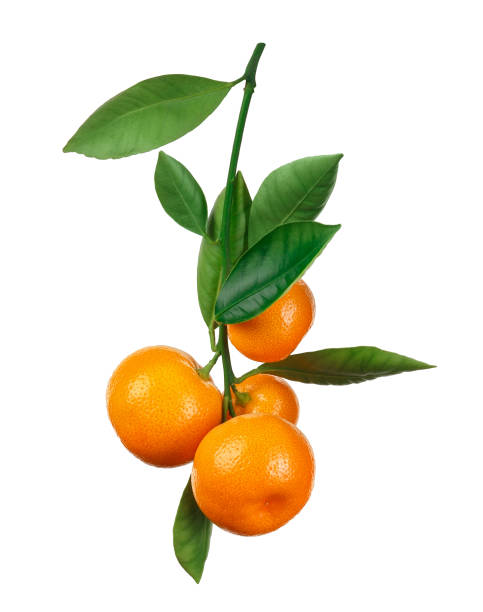 mandarinas en rama aislado en blanco - mandarina fotografías e imágenes de stock