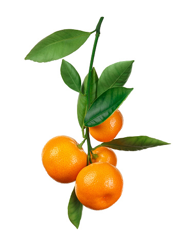 tangerines on branch isolated on white background. Mandarine tree. Citrus. Clipping path