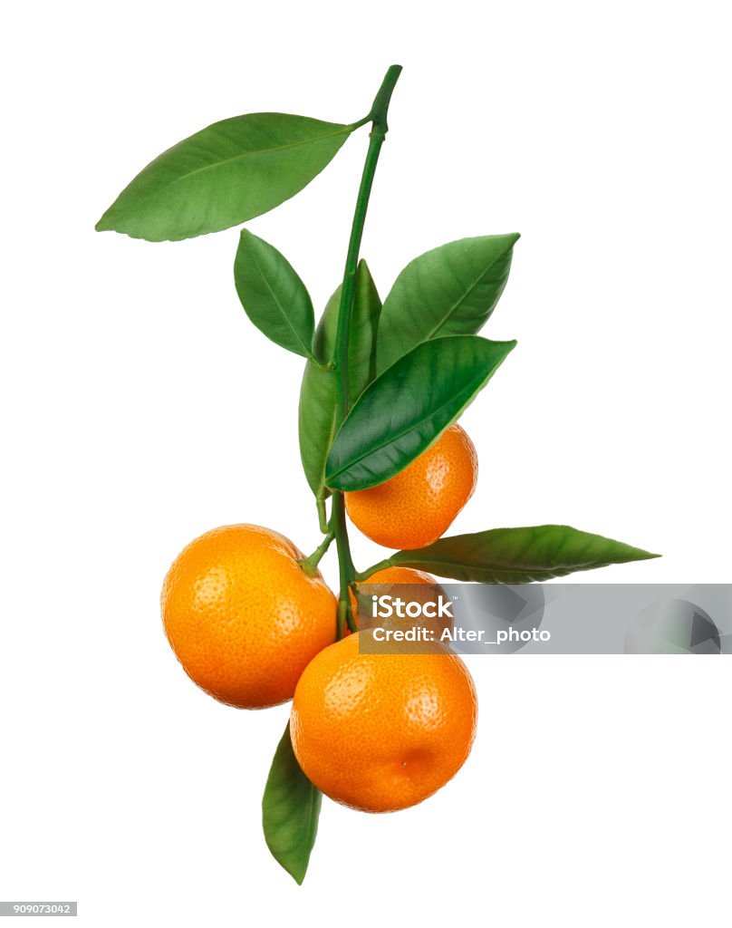 tangerines on branch isolated on white tangerines on branch isolated on white background. Mandarine tree. Citrus. Clipping path Orange - Fruit Stock Photo