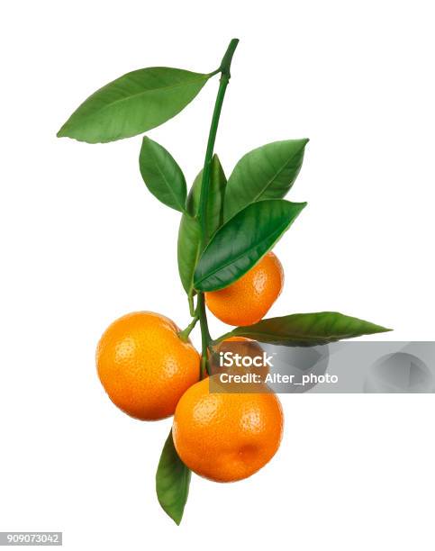 Tangerines On Branch Isolated On White Stock Photo - Download Image Now - Orange - Fruit, Orange Color, Tangerine