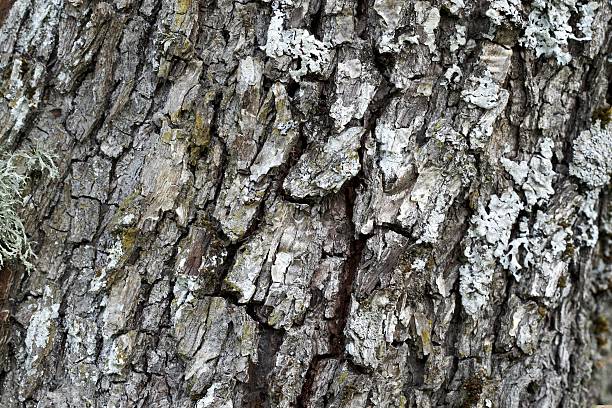 Oak bark background stock photo