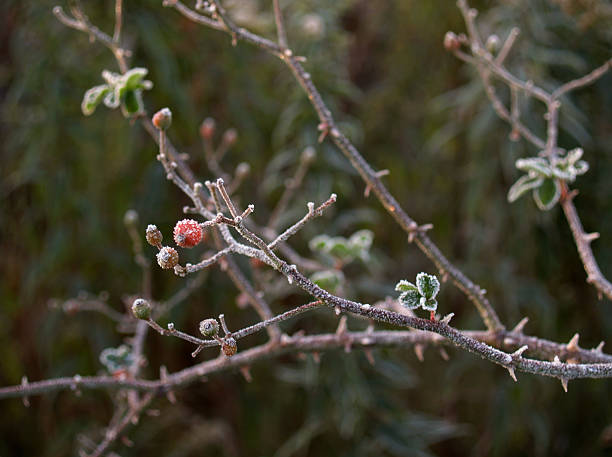 Frost-revestido Hawthorn Berry estaminais com espinhos (Craetagus - foto de acervo