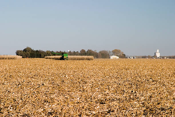 Corn field being harvested stock photo