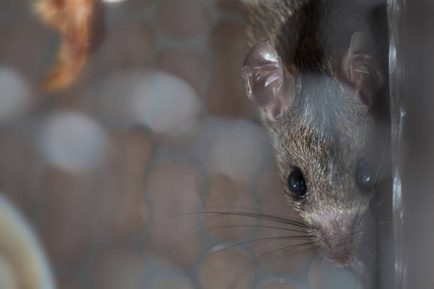 istock Rat trapped in a cage mouse trap inside at home. 909075982