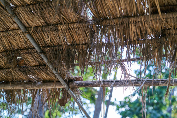 istock old Vetiver grass roof 909076138