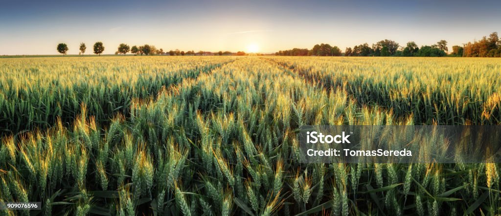 Panorama del campo de trigo al atardecer - Foto de stock de Trigo libre de derechos