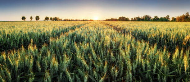 panorama del campo di grano al tramonto - wheat cereal plant agriculture green foto e immagini stock