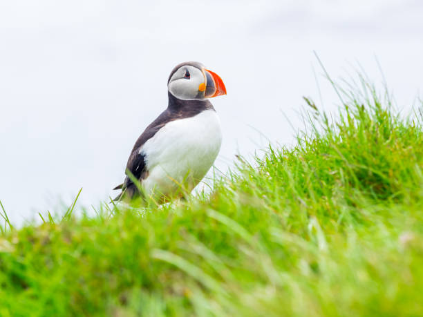istock Atlantic Puffin standing on the Latrabjarg Cliff 909076852