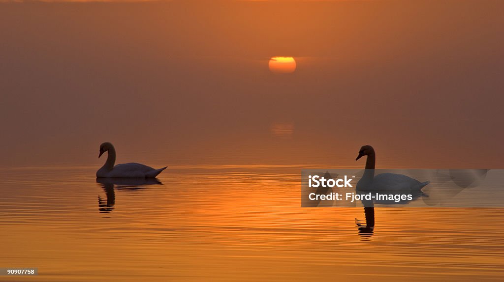Setting sun and swans  Animal Wildlife Stock Photo
