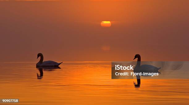 Setting Sun And Swans Stock Photo - Download Image Now - Animal Wildlife, Animals In The Wild, Aquatic Organism