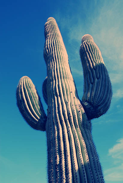 istock Saguaro Cactus Scottsdale Arizona 90907900