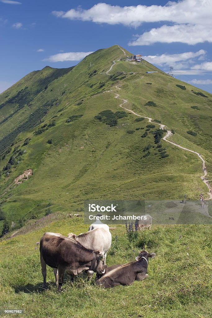 Gado de Alpine - Royalty-free Alpes Europeus Foto de stock