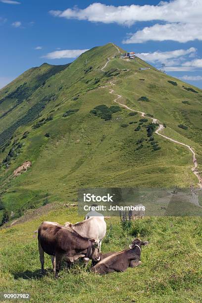 Gado De Alpine - Fotografias de stock e mais imagens de Alpes Europeus - Alpes Europeus, Andar, Animal