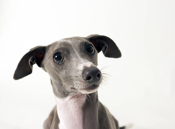 イタリア greyound - sight hound ストックフォトと画像