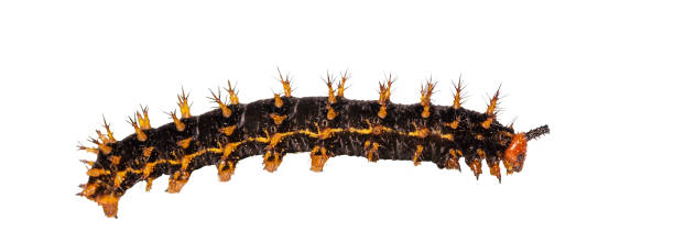 istock Isolated caterpillar to chrysali of great eggfly butterfly ( Hypolimnas bolina Linnaeus ) on white with 909080282