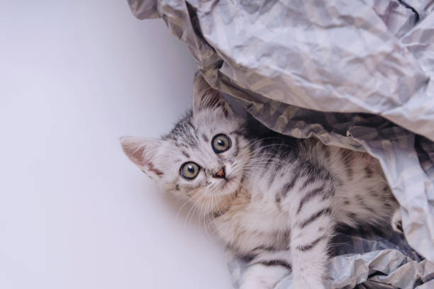 istock Playful Egyptian Mau kitten 909081708