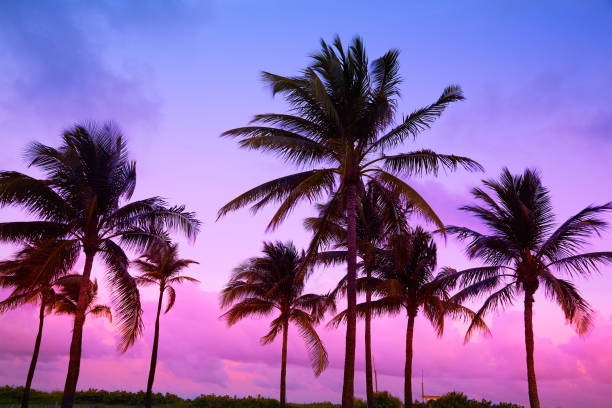 istock Miami Beach South Beach sunset palm trees Florida 909084836