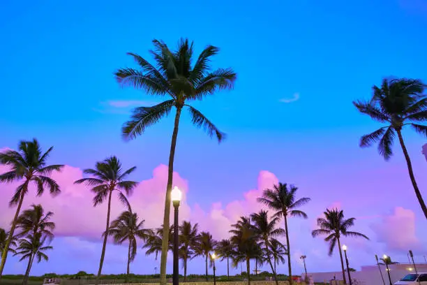 Miami Beach South Beach sunset palm trees in Ocean Drive Florida
